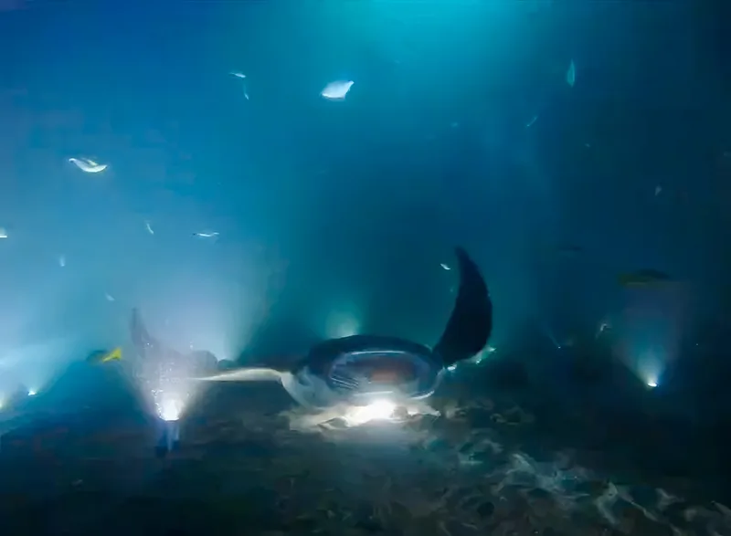 Gladys Juenger Manta Ray Night Dive