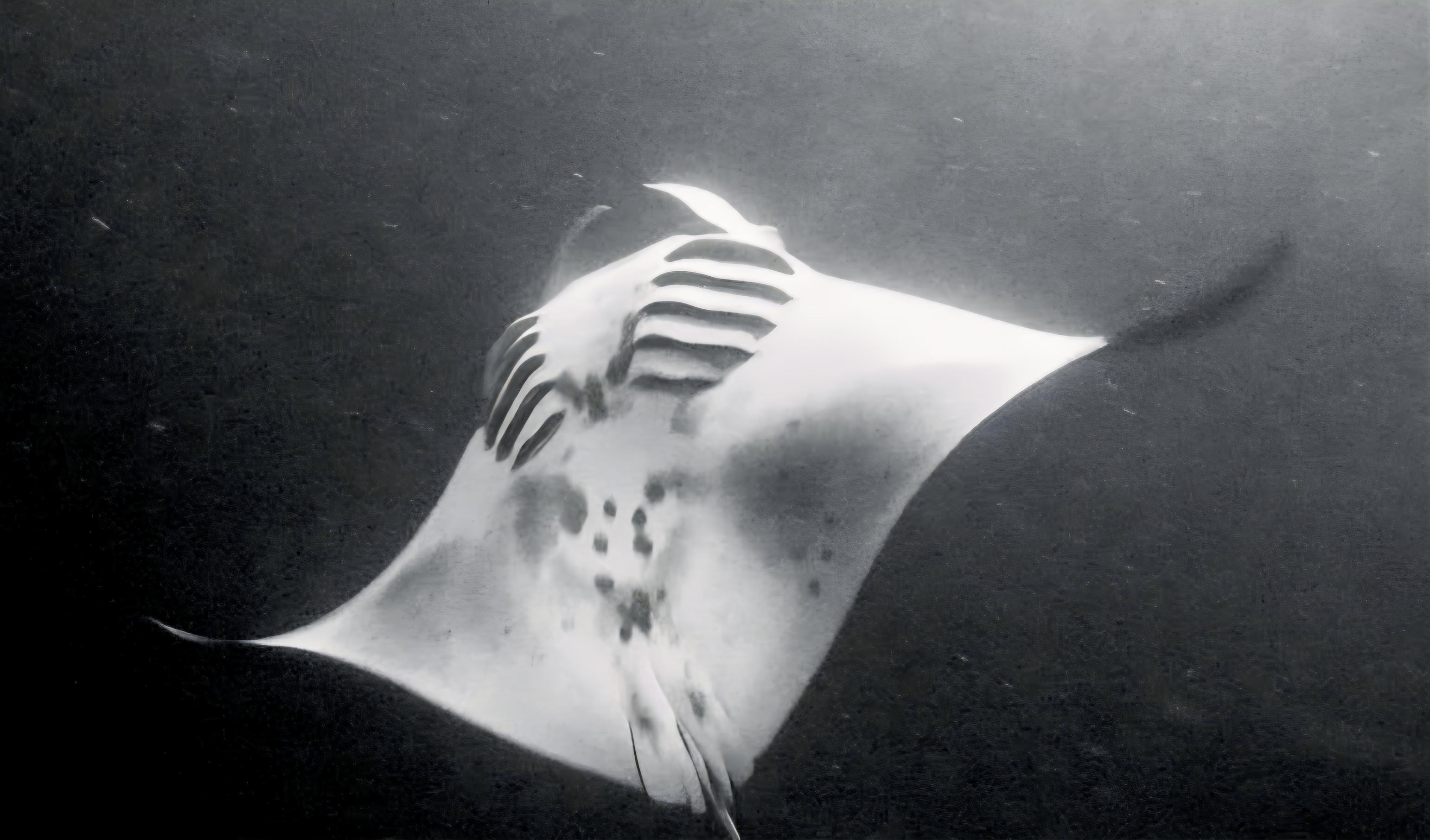 Todd and Colton Juenger Manta Ray Scuba Dive in 2021