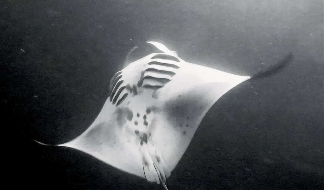 Todd and Colton Juenger Manta Ray Scuba Dive in 2021